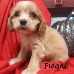 puppy, for, sale, Cocker Spaniel, Joe & Cherri  Overlease, dog, breeder, Miller, MO, dog-breeder, puppy-for-sale, forsale, nearby, find, puppyfind, locator, puppylocator, aca